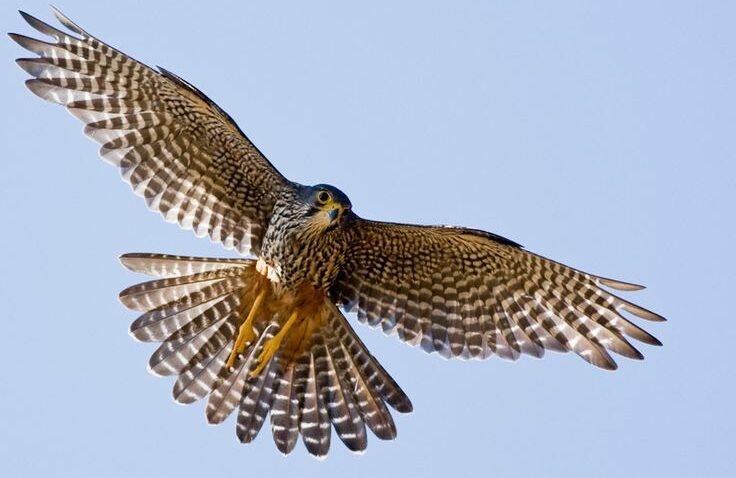 Young Falcon