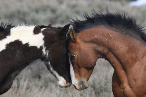 20210513coverstory Two wild horses nuzzle each other on south Steens Mountain.BK6 1837 e1632736905462
