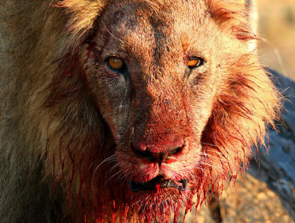 blood lion e1632225290175