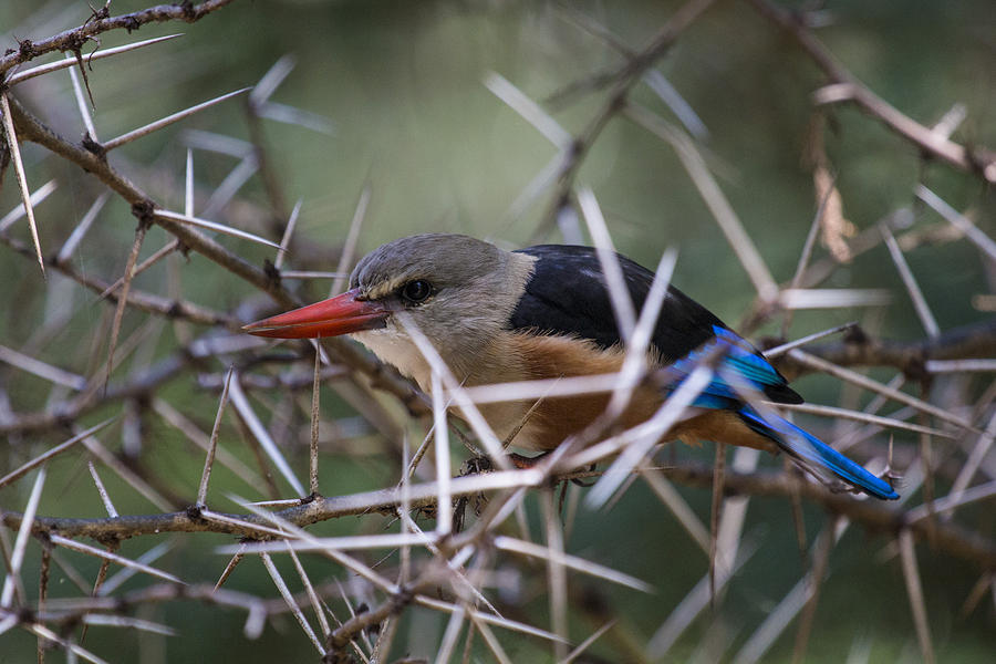 thorn bird 2 tom clayton