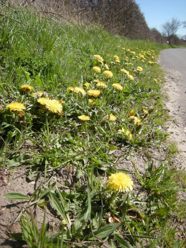 The Mind’s Dandelion Mandalas