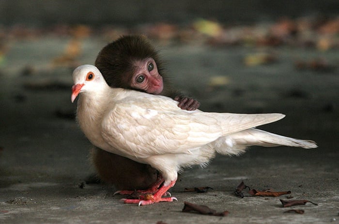 The macaque and the dove 002